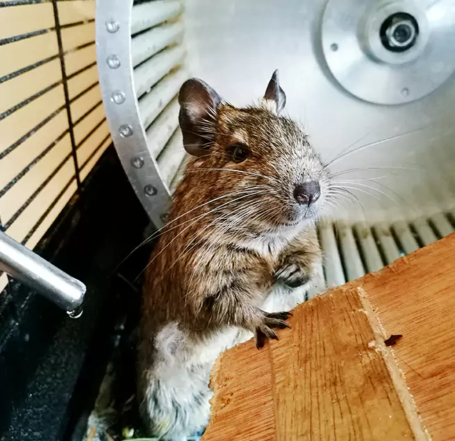 Why Homeowners & Businesses Trust Us DeSoto, TX